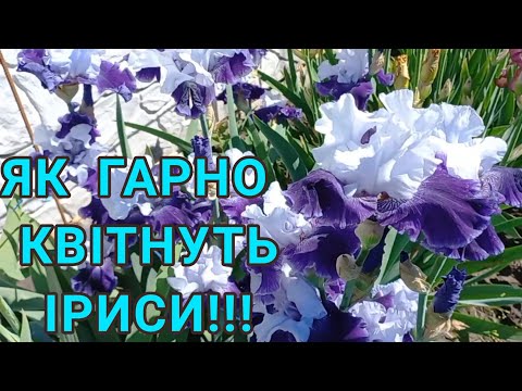 Видео: Дуже гарно КВІТНУТЬ ІРИСИ!Як я за ними доглядаю,як саджаю#ирисы#выращиваниеирисовпосадкаирисов#сад