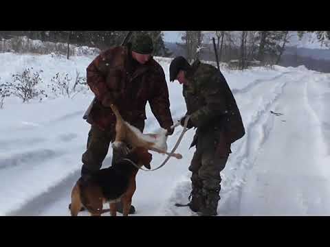 Видео: Белорусский гончак Охота на зайца