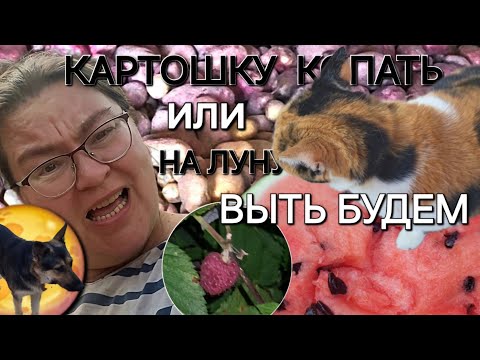 Видео: Животные на участке/Текущие работы и планы,планы.../Покупочки🛍️/ОДНА В ДЕРЕВНЕ👱🏼‍♀️