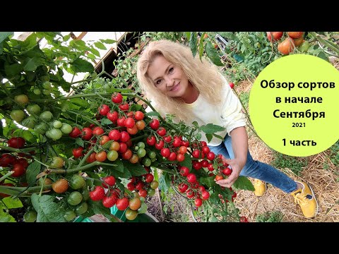 Видео: Огород в Германии | Как я борюсь с фитофторой | Выращивание томатов в Германии | Фитофтора | 1 часть