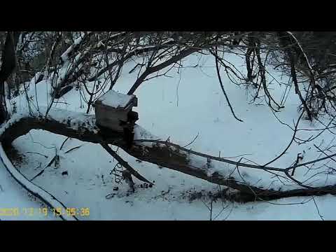 Видео: проверка капканов на куницу. результат после смены приманки.