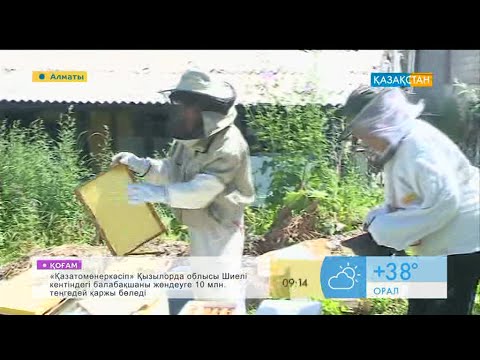 Видео: Омарташы маман. Бал арасын асырау қиын ба?