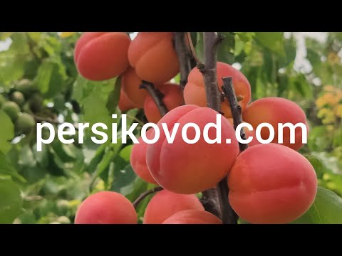 Видео: Абрикос Приція . persikovod.com