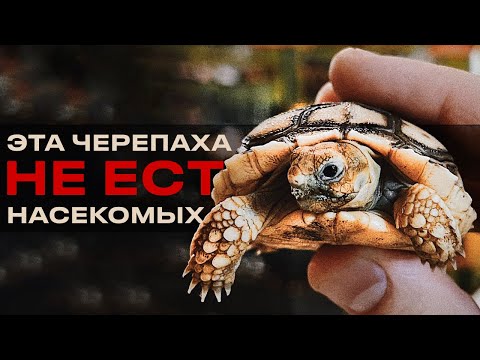 Видео: ГОСТЬЯ ИЗ АФРИКИ | Содержание Шпороносной черепахи   Centrochelys sulcata