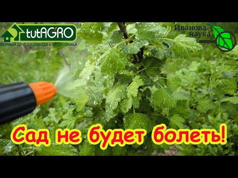 Видео: А ВЫ ЗНАЛИ ПРО ЭТО СУПЕР СРЕДСТВО ОТ МУЧНИСТОЙ РОСЫ и БОЛЕЗНЕЙ САДА?🔥🔥ДЕШЕВО И ЭФФЕКТИВНО!