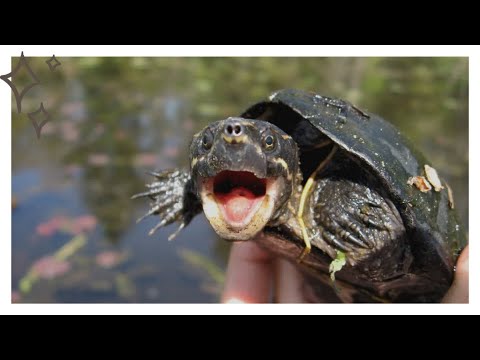 Видео: Мускусная черепаха. Образ жизни и среда обитания мускусной черепахи
