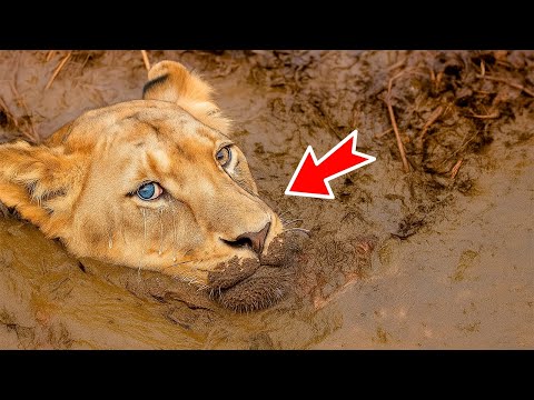 Видео: Львица плакала и умоляла о помощи. Вы не поверите, кто её спас!