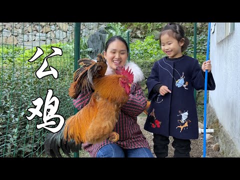 Видео: Поймай самого большого петуха, семья с удовольствием ест