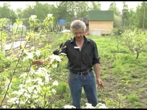 Видео: Зеленый сад фильм № 131 от 22.06.2013г. г.Хабаровск (zeleniisad.ru)