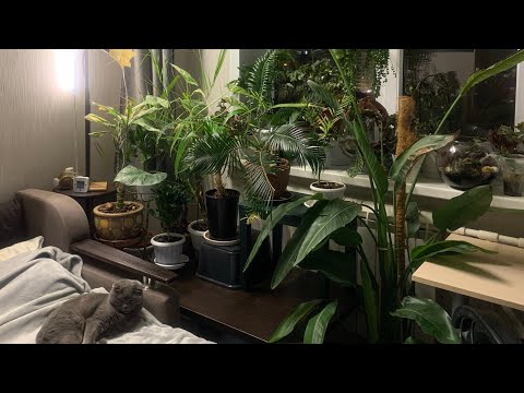 Видео: Обзор комнатных растений во второй комнате. Весна 2024.
