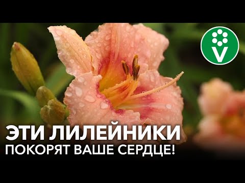 Видео: 5 КРАСИВЫХ И ДЛИТЕЛЬНОЦВЕТУЩИХ ЛИЛЕЙНИКОВ, которые непременно вам понравятся!