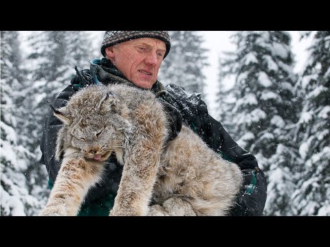 Видео: Мужчина был ШОКИРОВАН, когда ПОНЯЛ, зачем рысь ПРИШЛА к нему в сарай