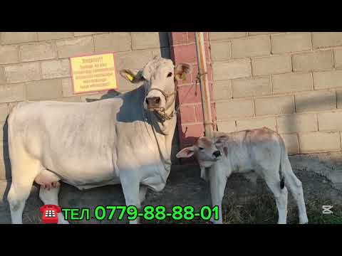 Видео: МУЗОЛУУ КУНАЖЫН САТЫЛАТ БУКА да бар чалыңыздар ☎️ АСЫЛ ТУКУМ УЙ БУКА 