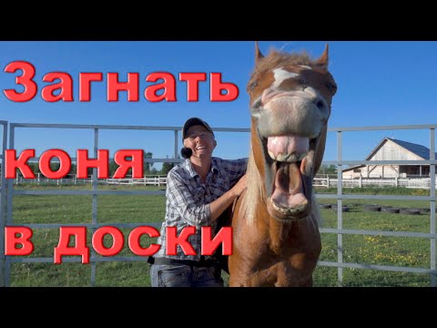 Видео: Испытание коня на сложных поверхностях.