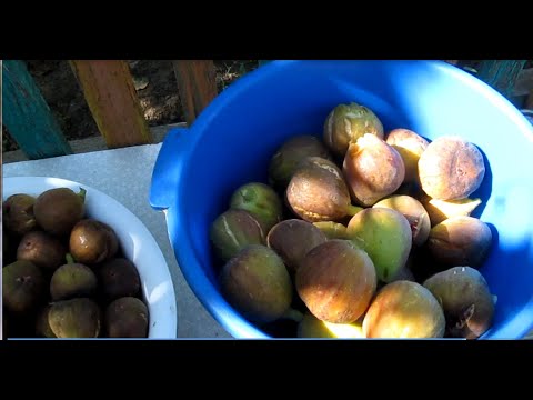 Видео: ИНЖИР. МИНИПЛАНТАЦИЯ. СКОЛЬКО КГ СОБРАНО НА 5 ОКТЯБРЯ.