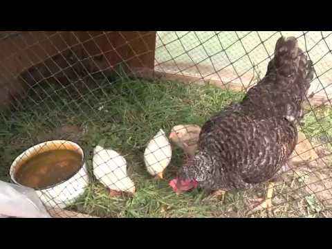 Видео: Из города в деревню / Влог жены / Индюшата, цыплята, огород