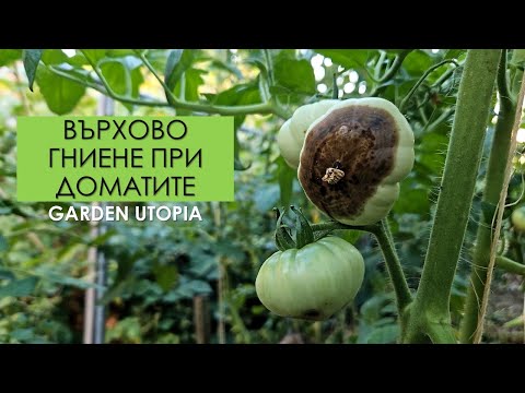Видео: ВЪРХОВО ГНИЕНЕ ПРИ ДОМАТИТЕ