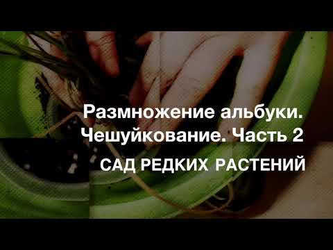 Видео: Размножение альбуки спиралис. Чешуйкование, часть 2. Способ размножения спаржевых.