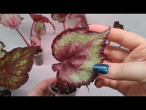 Видео: Бегонии. Посылка 2. Сорта селекции СВ и КМ.