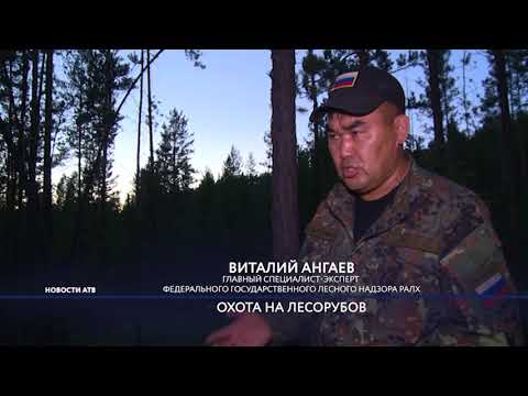 Видео: 60 стволов и 100 тысяч в кузове. В лесах Заиграевского района поймали группу черных лесорубов