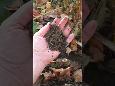 Видео: Зимната чиста градина, моят модел.