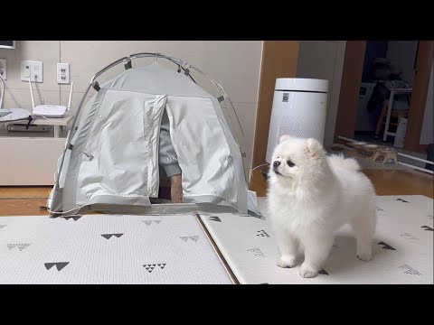 Видео: Почему играть в прятки с собакой весело