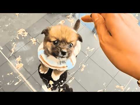 Видео: «Я совсем один в этом мире… Ты заберёшь меня домой?» Щенок скитался по улицам