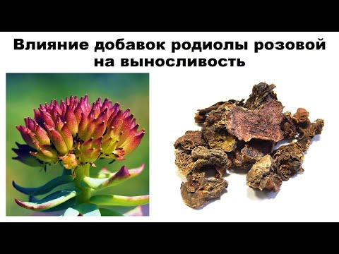 Видео: Влияние добавок родиолы розовой на выносливость