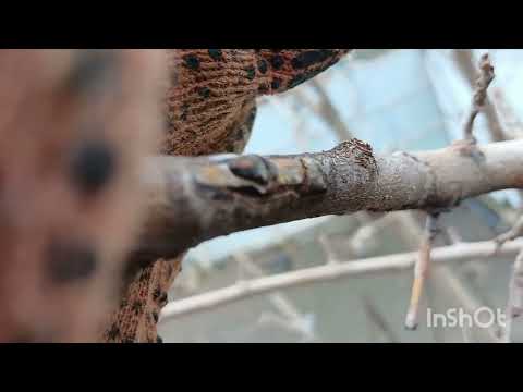 Видео: 11.12.24.✖️ Щеплення шовковиці восени, ревізія та аналіз результатів.🤔