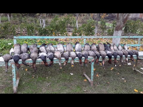 Видео: Ördek ovu: Behruzla sarısuda almabaş ve yaşılbaş ovunda./ Duck hunting in Azerbaijan/ Охота на утку