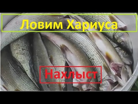 Видео: Северный Урал. Вишера. Нахлыст. Хариус.