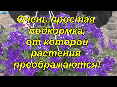 Видео: Бюджетная подкормка, которая полностью преображает рассаду! Секреты от Т.В.