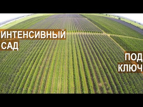 Видео: Интенсивный сад под ключ. Агроэкспедиция в Кабардино-Балкарию