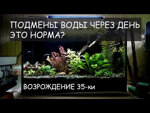 Видео: Возрождение аквариума 35 л.  Частые подмены. Как повели себя новые растения.