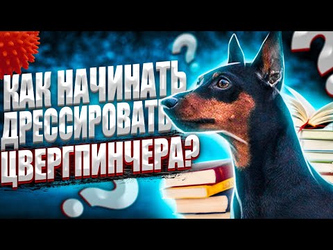 Видео: КАК ДРЕССИРОВАТЬ ЦВЕРГПИНЧЕРА |ПЕРВАЯ ТРЕНИРОВКА ЦВЕРГПИНЧЕРА |ДРЕССИРОВКА СОБАК |ПОРОДА ЦВЕРГПИНЧЕР