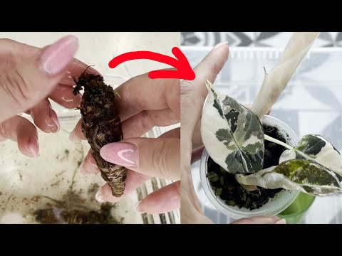 Видео: 121. Восстанавливаем алоказию из пенька. 5 шагов, 1 средство, 2 месяца - и у вас новое растение!