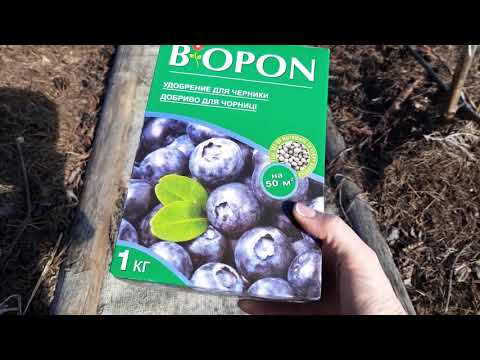 Видео: ГОЛУБИКА.Мой способ выращивания.#голубика#blueberry#голубика#посадкаголубики#грунтдляголубики