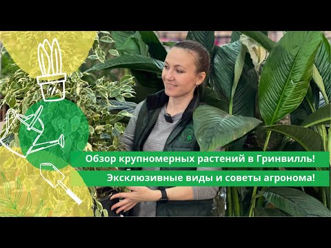 Видео: Обзор крупномерных растений в Гринвилль! Эксклюзивные виды и советы агронома!