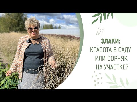 Видео: ЗЛАКИ: КРАСОТА В САДУ ИЛИ СОРНЯК НА УЧАСТКЕ?