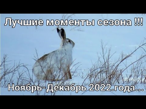 Видео: #Охота на зайца-русака. Лучшие моменты сезона 2022 года Ноябрь-Декабрь ...