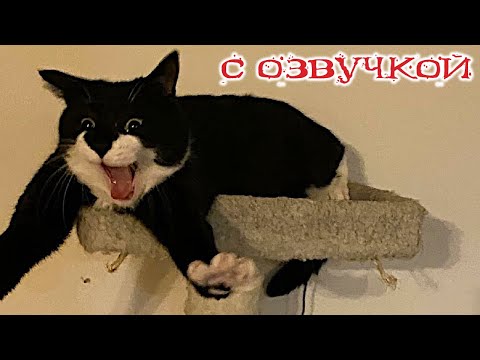 Видео: Приколы с котами! С ОЗВУЧКОЙ! - СМЕШНЫЕ КОТЫ и собаки! Самые смешные животные!