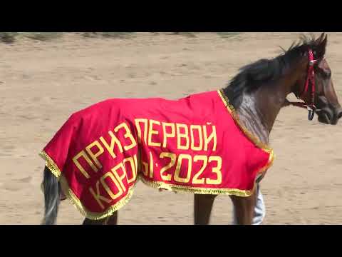 Видео: Элистинский ипподром Большой Элистинский приз Дерби 20 08 2023