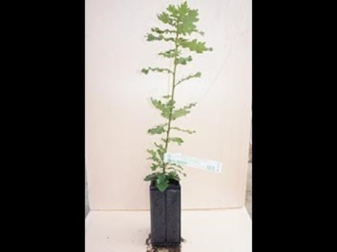 Видео: Саженец трюфеля , инокуляция саженца.