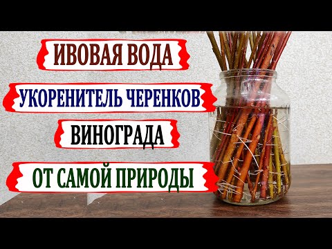 Видео: 🍇 Укоренение ЧЕРЕНКОВ винограда в ИВОВОЙ ВОДЕ. Чудесный стимулятор от природы. Рецепт ИВОВОЙ ВОДЫ.