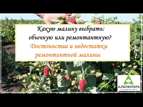Видео: Малина: ремонтантная или обычная?