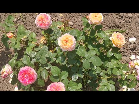 Видео: Розы из черенков и привитые.