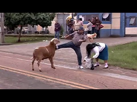 Видео: БАРАНЫ В ДЕЛЕ... Бараны против Козлов, Быков, Верблюдов и даже Человека!