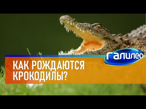 Видео: Галилео🐊Как рождаются крокодилы?