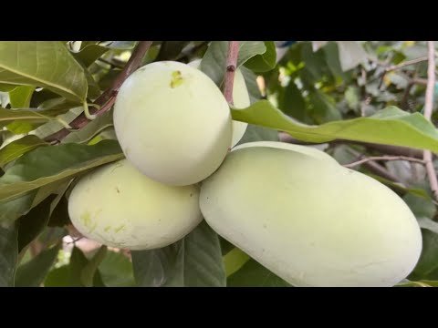Видео: Паупау / Pawpaw / Asimina triloba - в градината на бай Тошо | Септември 2022