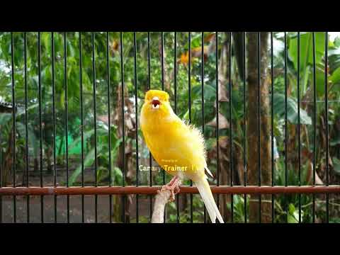 Видео: Мотивирующий звук канарейки: мгновенная реакция вашей птицы